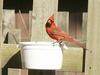 Cardinal visits my fence