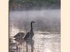 Geese in the Mist