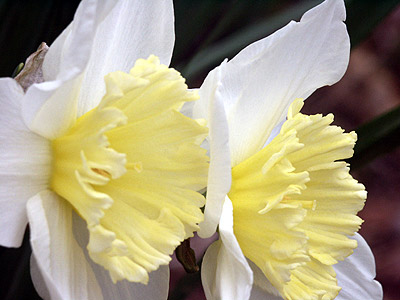twin daffodils