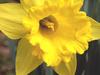 Gaze into the face of a Yellow Daffodil