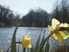 The lake through the daffodils