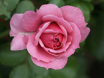 anniversary rose